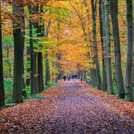 Kombinn - Holiday In The Woods Around Bruges Nyaraló